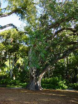 Bodhi Tree image