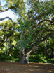 Bodhi Tree Thumbnail image
